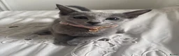 Russian Blue cats for sale: Top pedigree Instagram star Russian blue kittens - Advert 18