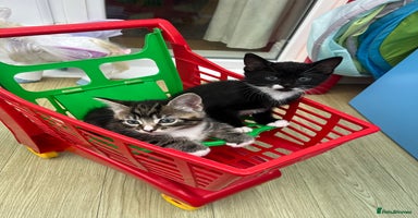 Mixed Breed cats - Advert 8