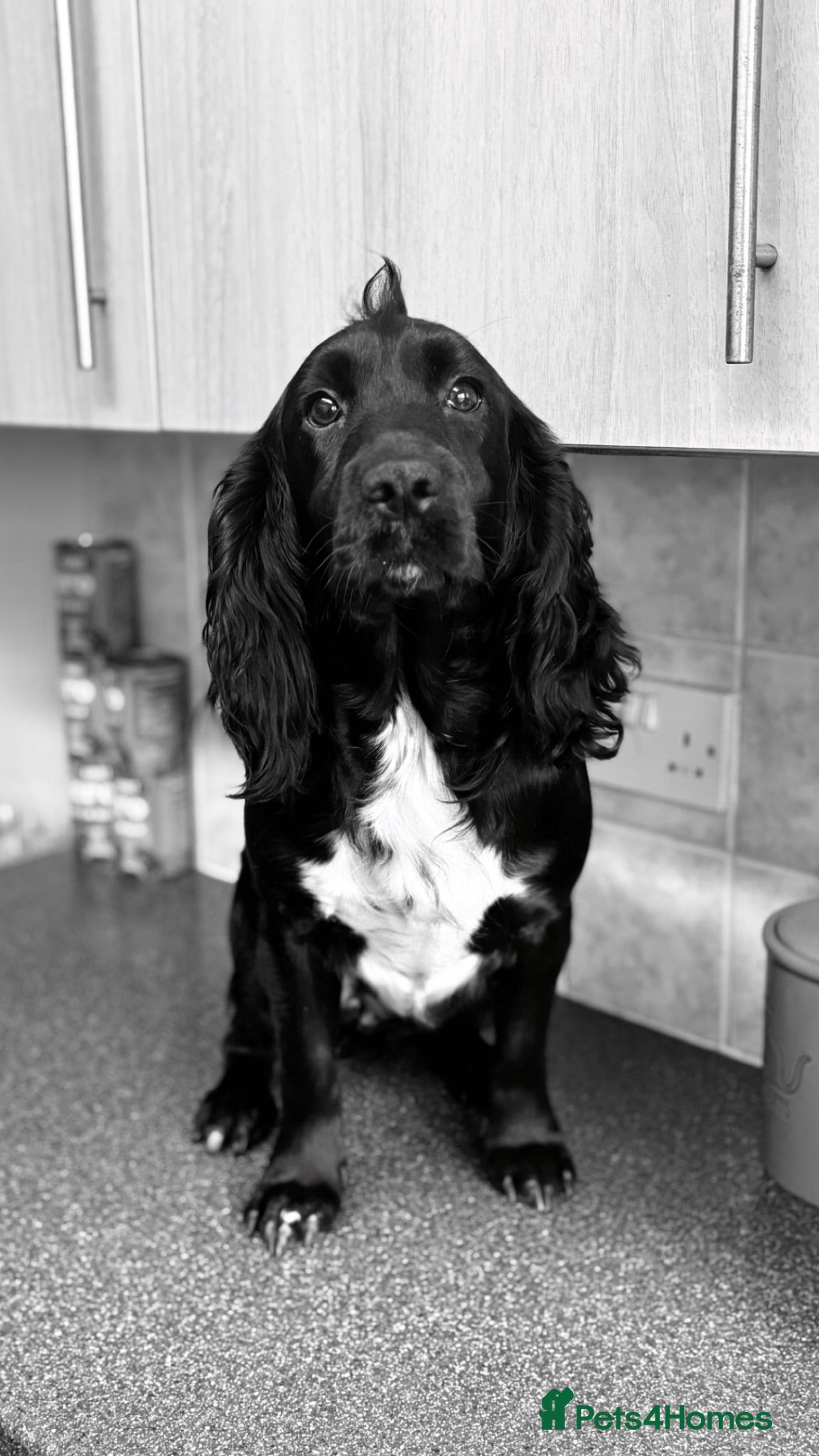 Cocker Spaniel dogs 2 year old cocker spaniel for sale  - Advert 12