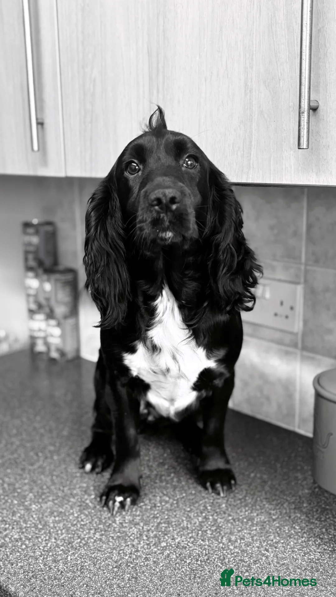 Cocker Spaniel dogs for sale: 2 year old cocker spaniel for sale  in Billingham - Advert 1