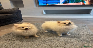 Pomeranian dogs - Advert 14