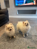 Pomeranian dogs - Advert 14