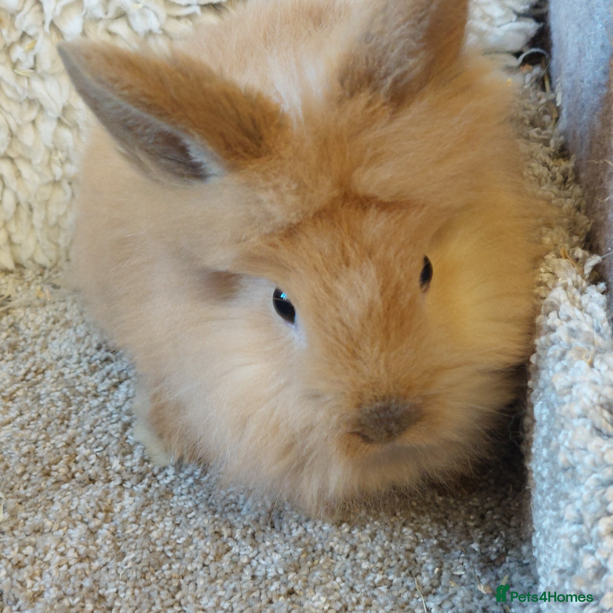 Lionhead rabbits Last one Lionhead baby buck - Advert 8