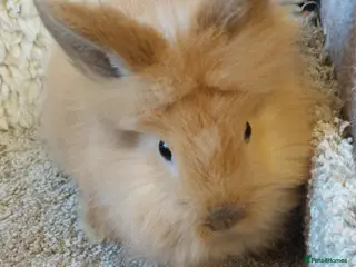 Lionhead rabbits Last one Lionhead baby buck - Advert 8