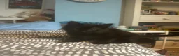 Mixed Breed cats for sale: Male and female kittens  - Advert 7