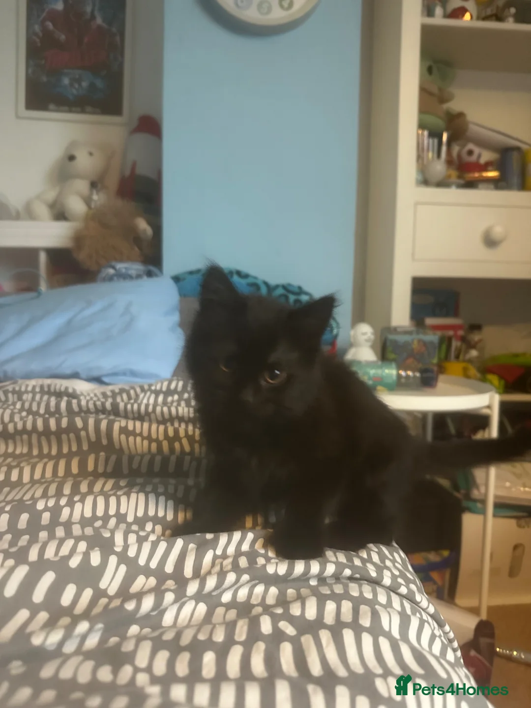 Mixed Breed cats for sale: Male and female kittens  - Advert 7