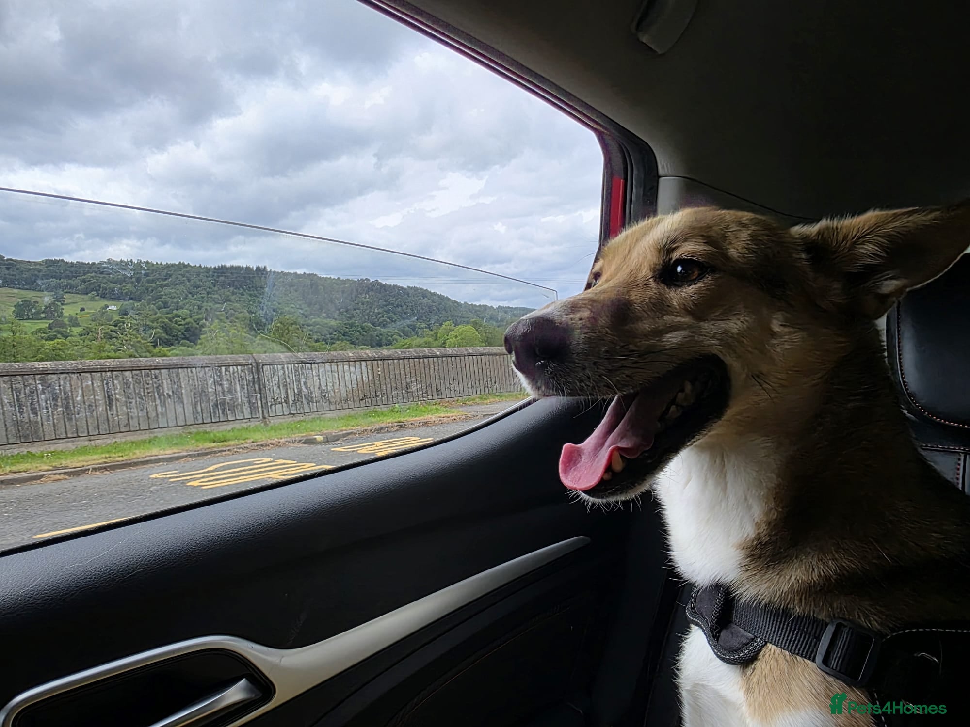 Mixed Breed dogs for adoption: Meet Greisho – the cuddly adventure‑lover in Auchterarder - Advert 3