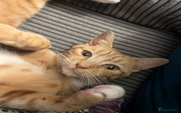 Mixed Breed cats for sale: Male ginger cat  - Image 16