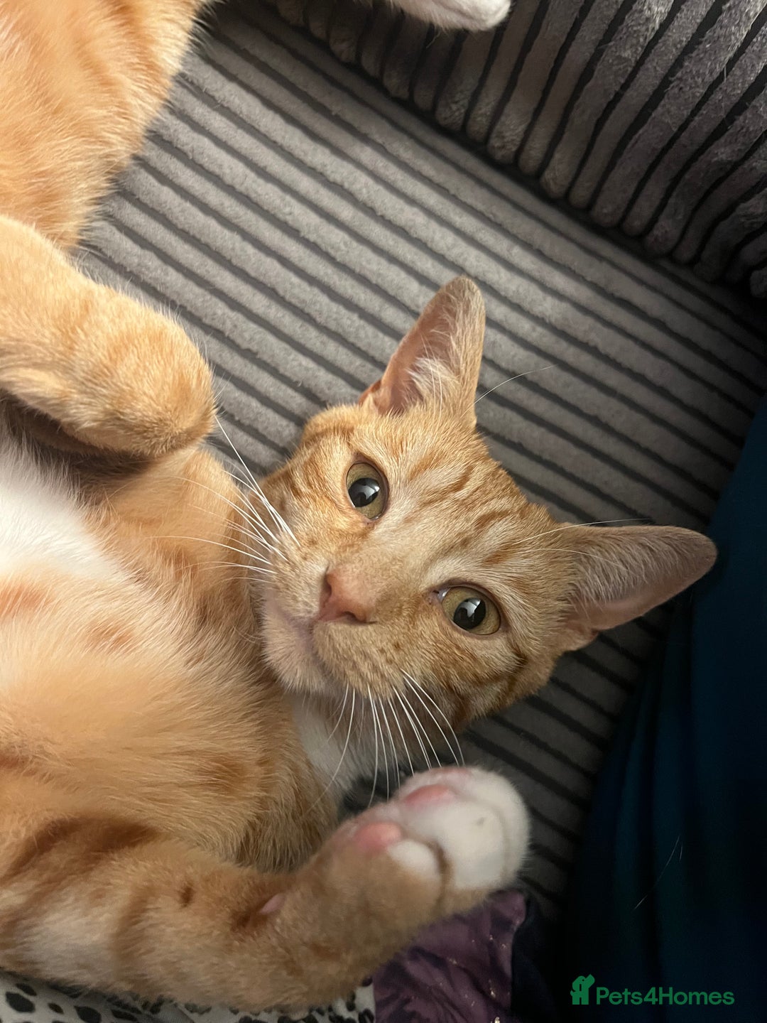 Mixed Breed cats for sale: Male ginger cat  - Image 16