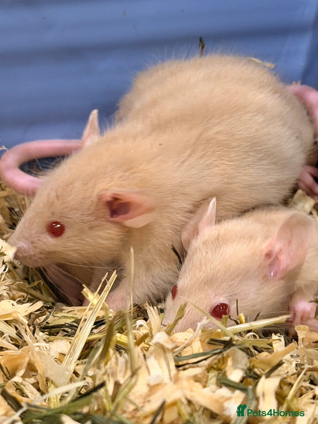 Rat rodents for sale: Adorable & Friendly Baby Fancy Rats - Advert 5