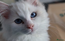 Ragdoll cats for sale: Rare cream point ragdoll & 2 blue bicolour - Image 2