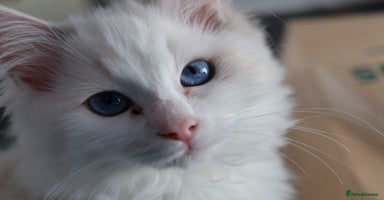 Ragdoll cats - Advert 5