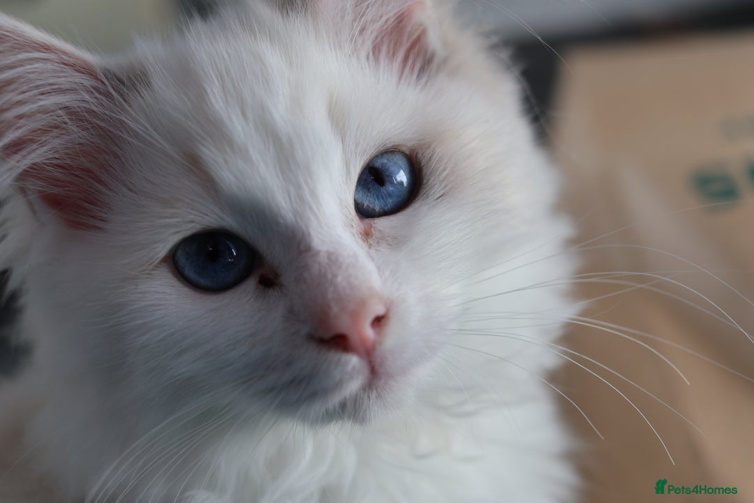 Ragdoll cats for sale: Rare cream point ragdoll & 2 blue bicolour - Image 2