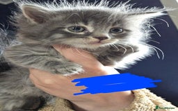 Domestic Shorthair cats for sale: Kittens - Image 2
