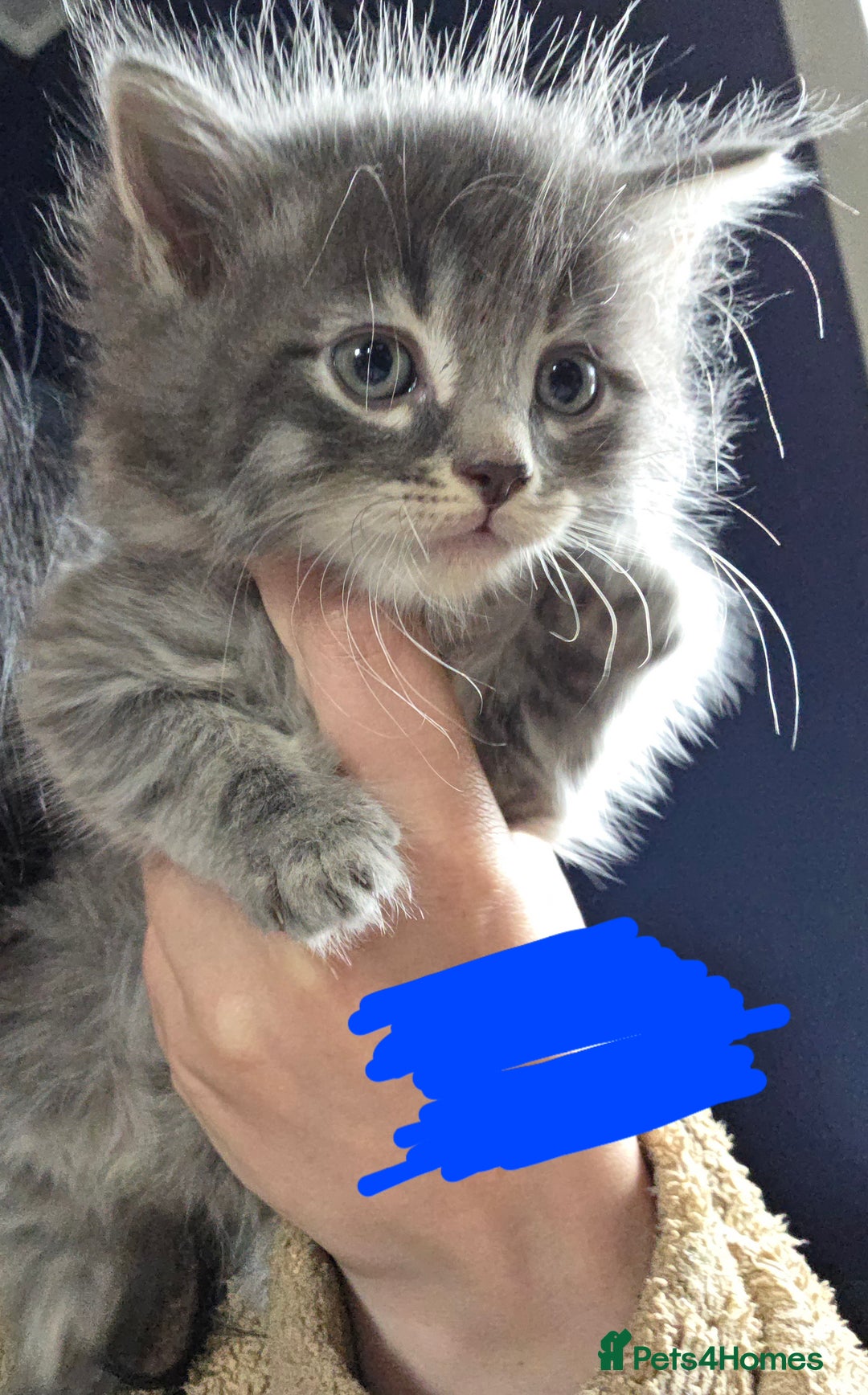 Domestic Shorthair cats for sale: Kittens - Image 2
