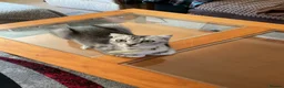 Scottish Fold cats for sale: Reduced in price Scottish fold 2 left boys £275 - Advert 12