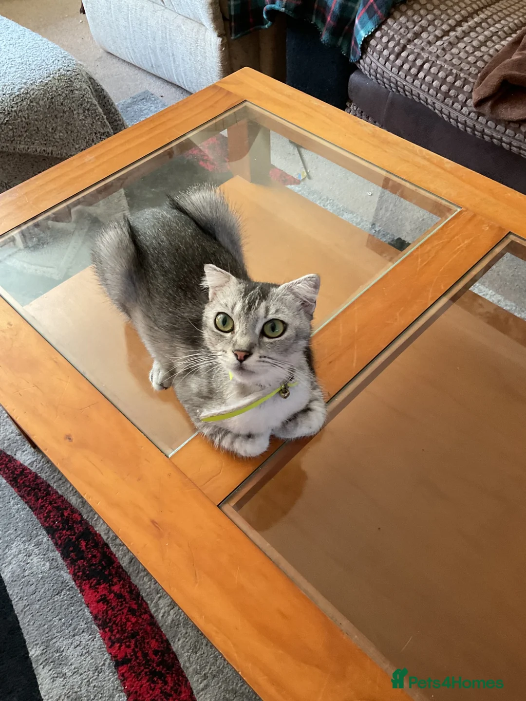 Scottish Fold cats for sale: Reduced in price Scottish fold 2 left boys £275 - Advert 12