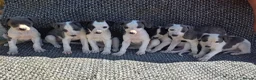 Whippet dogs for sale: Whippet puppies  in Tonbridge - Advert 6