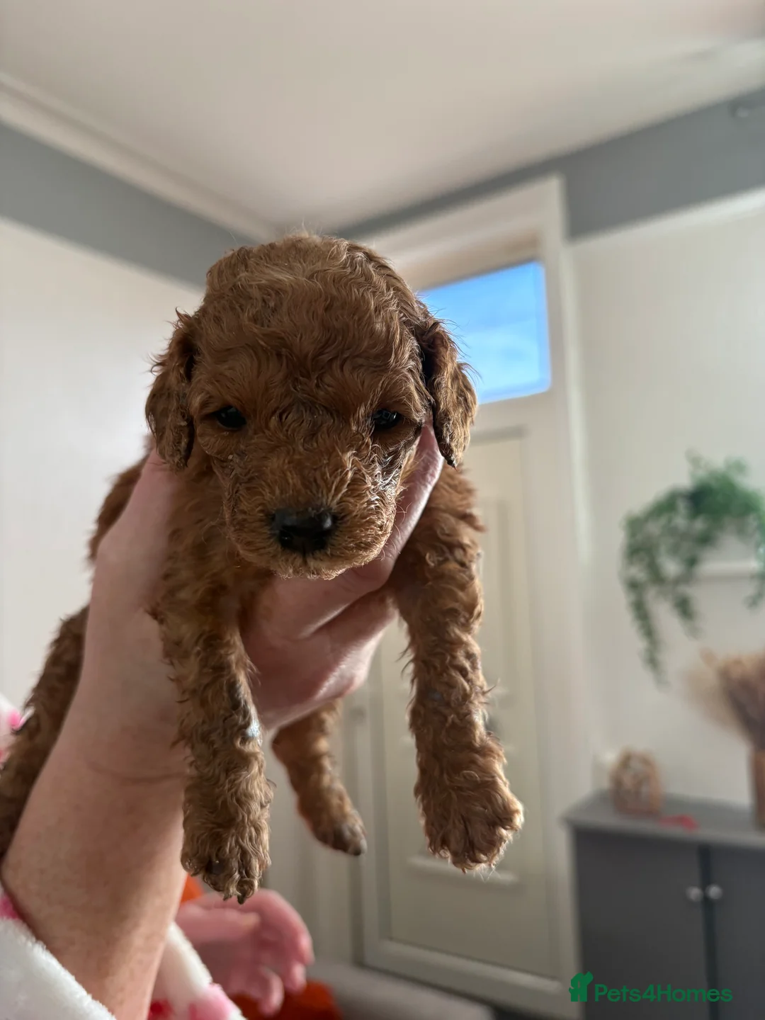 Cockapoo dogs for sale: Adorable Cockapoo puppies 🐶🐾 - Advert 8