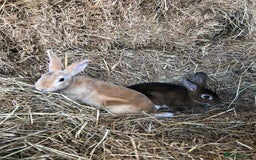 Rex rabbits for sale: Beautiful Pure Breed Velvet Mini Rex babies 🐰  - Image 13