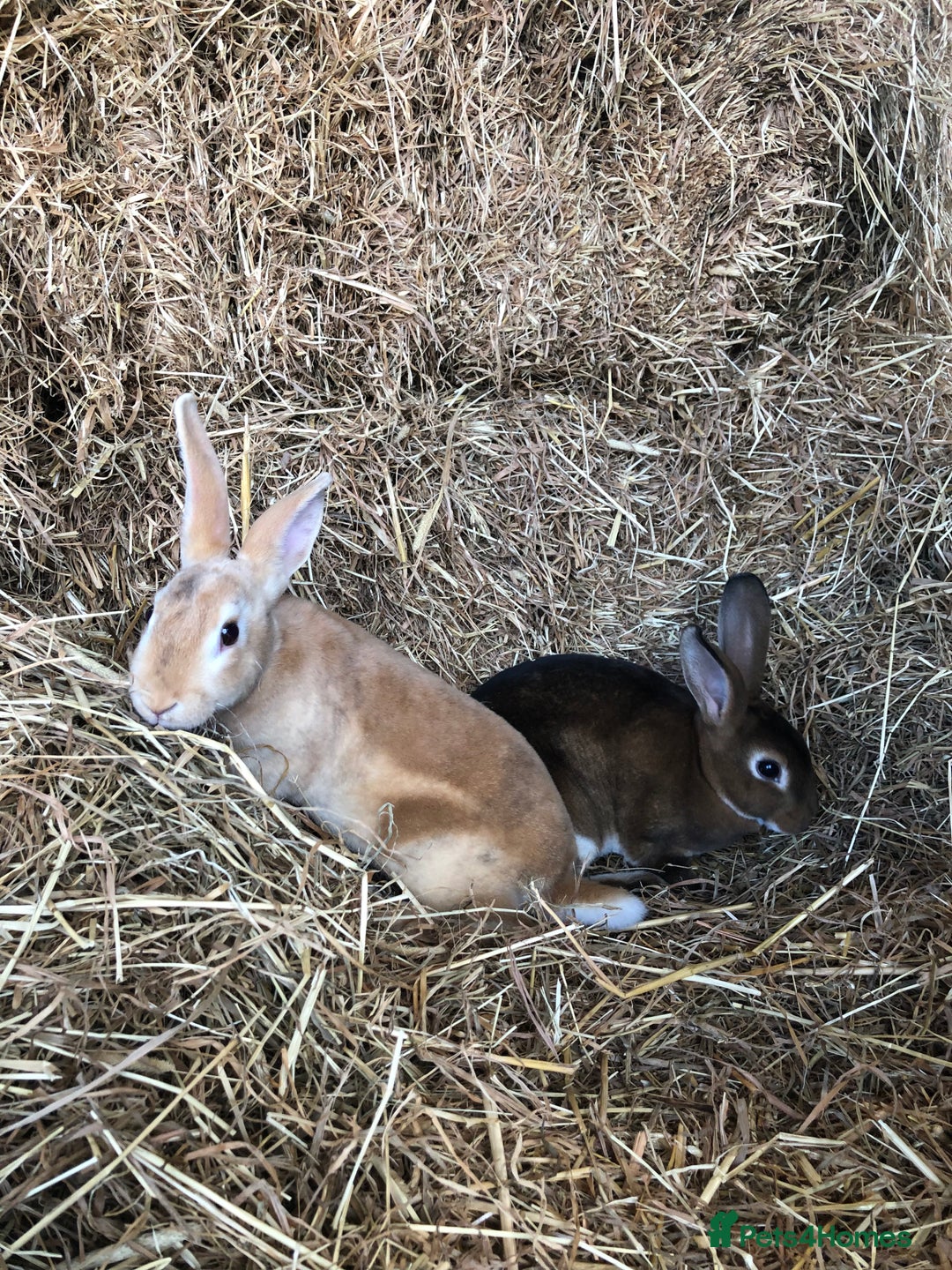 Rex rabbits for sale: Beautiful Pure Breed Velvet Mini Rex babies 🐰  - Image 13