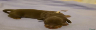 Miniature Dachshund 7