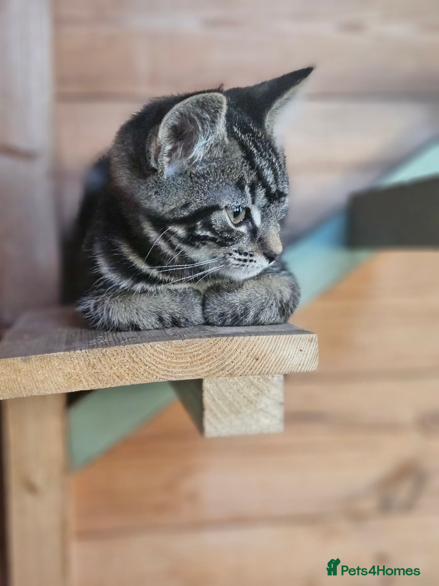 Mixed Breed cats Half Bengal Kittens - Advert 18