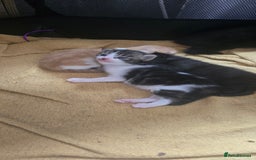 Mixed Breed cats for sale: Mixed breed kittens  - Image 3