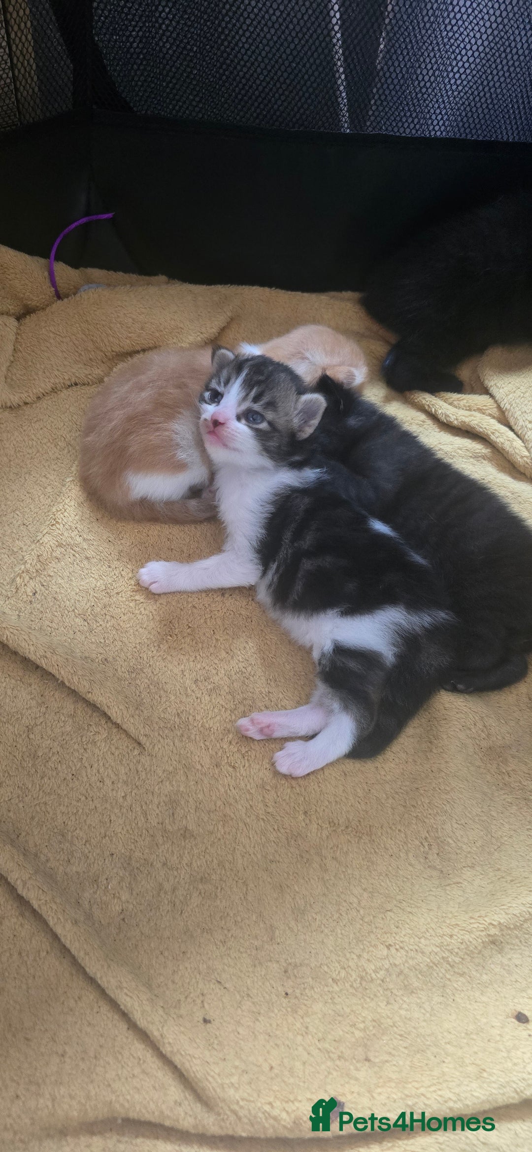 Mixed Breed cats for sale: Mixed breed kittens  - Image 3