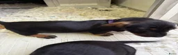 Dachshund dogs for sale: Wired Hair Dachshund Teckle Puppies - Advert 11
