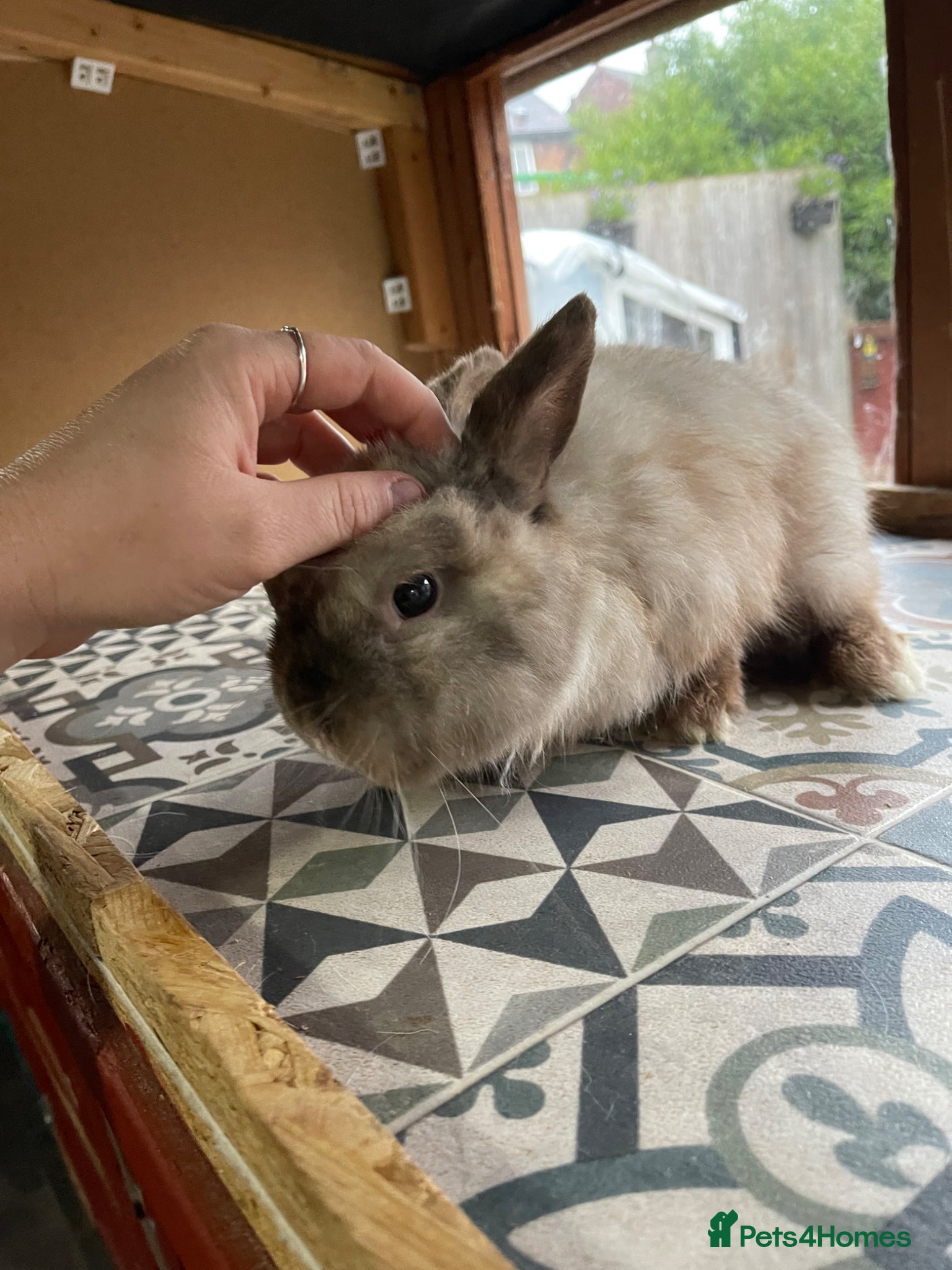 Netherland Dwarf rabbits for sale: ⭐️ CARAMEL Looking for new home ⭐️ - Advert 6