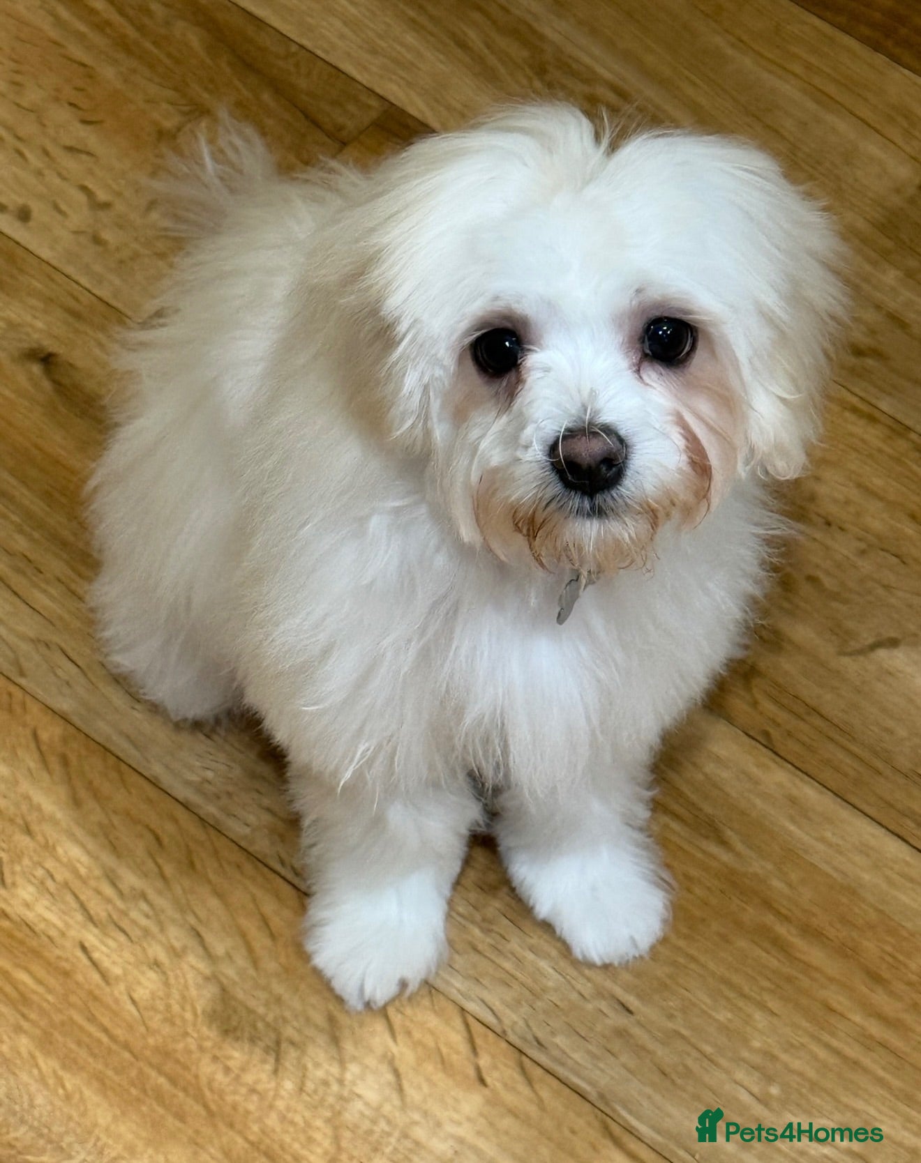Maltipoo dogs Beautiful Amber for re homing!  - Advert 6