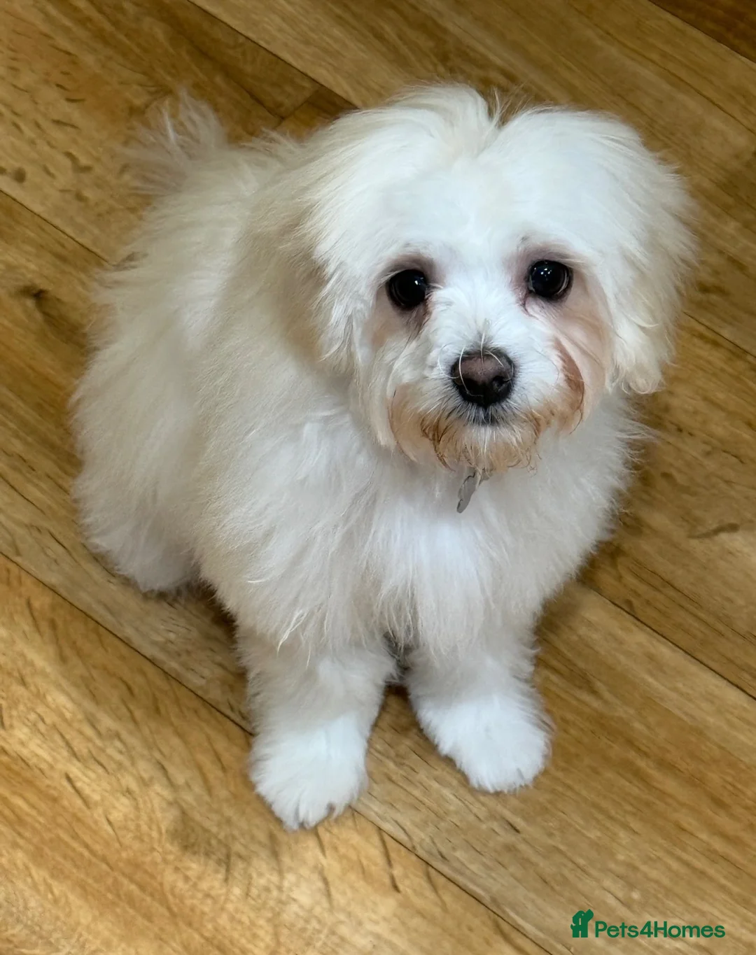 Maltipoo dogs for sale: Beautiful Amber for re homing!  - Advert 1
