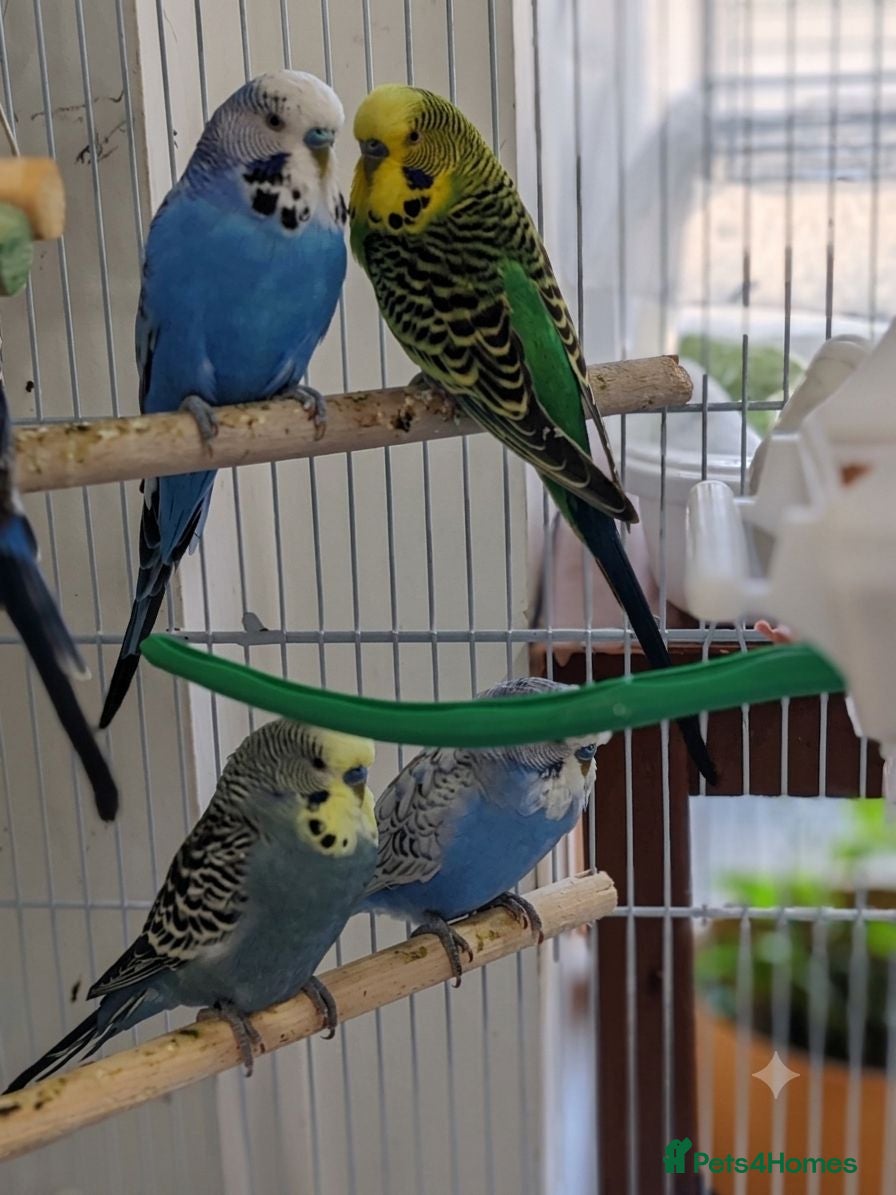 Mixed Breed birds Budgies  - Advert 2