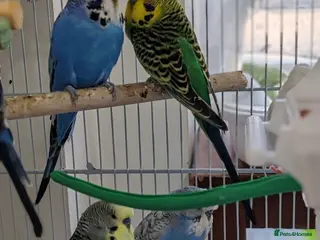 Mixed Breed birds Budgies - Advert 2