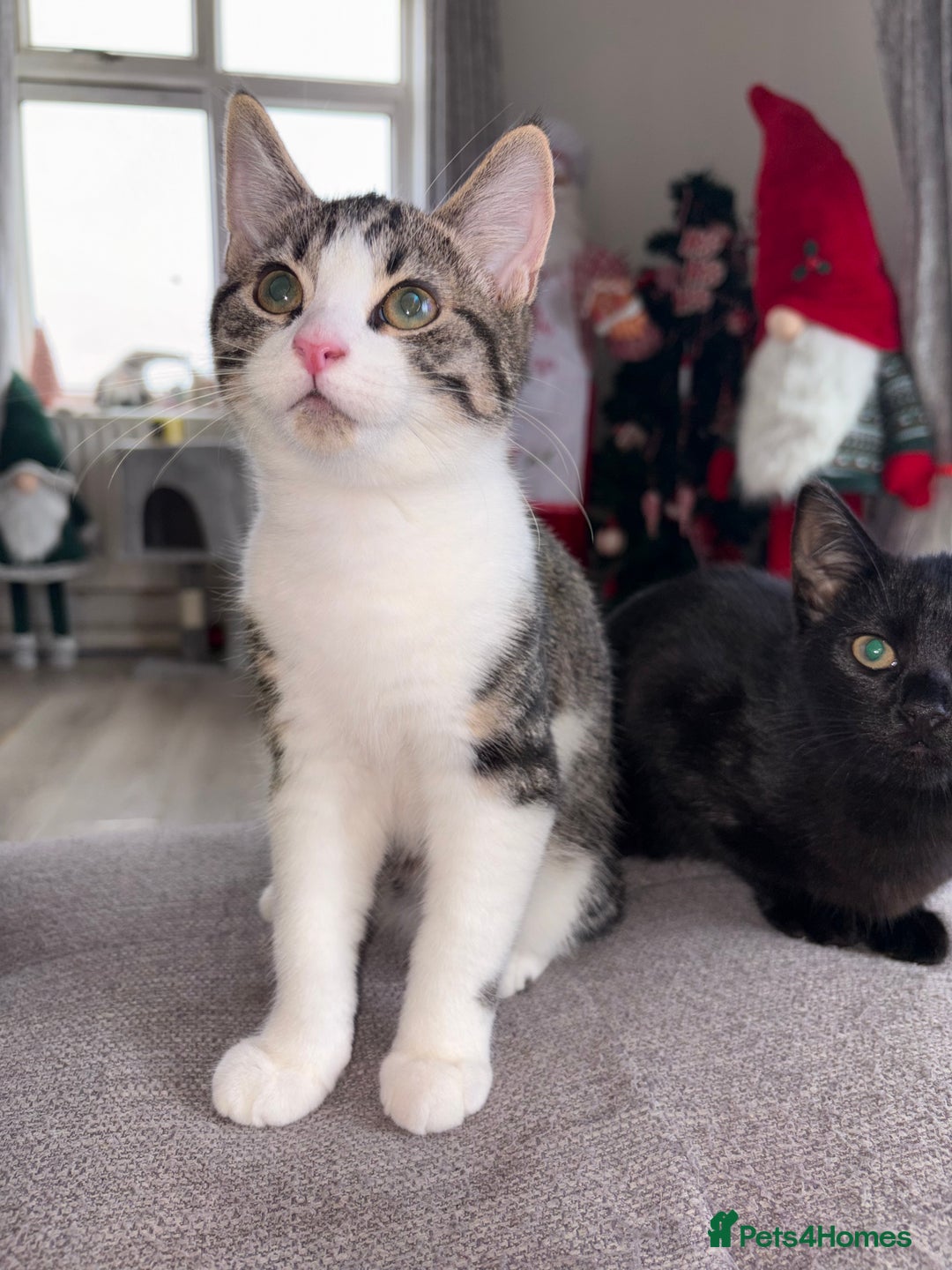 Domestic Shorthair cats for sale: 3 beautiful kittens  - Advert 5