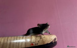 Mouse rodents for sale: Little Mices  - Image 5