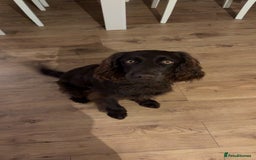 Cockapoo dogs for sale: Cockapoo for Sale - Image 2