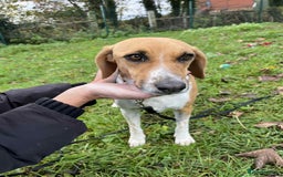 Mixed Breed dogs for adoption: Lucy – Beagle cross – 2 years - the Gentle Mama  - Image 4