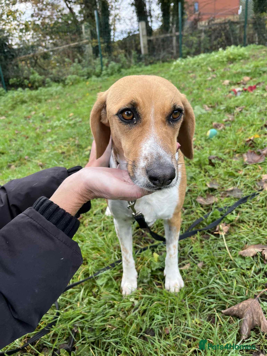 Mixed Breed dogs for adoption: Lucy – Beagle cross – 2 years - the Gentle Mama  - Image 4