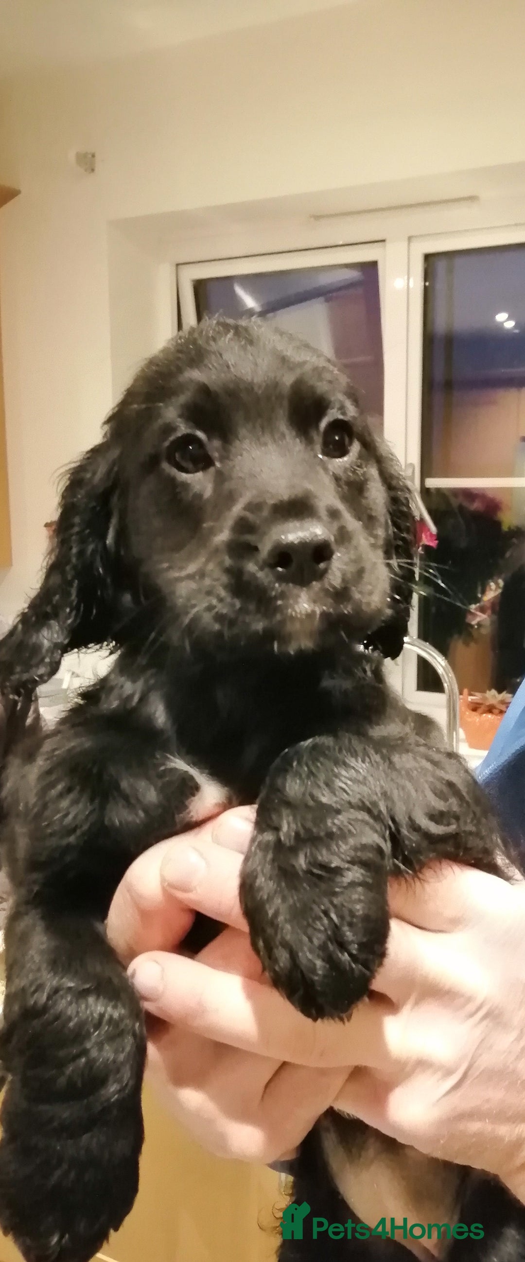 Cocker Spaniel dogs for sale: Beautiful working cocker spaniel puppies. - Advert 8