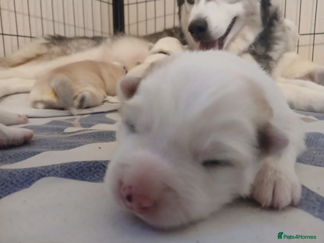 Siberian Husky dogs for sale: 1 SIB HUSKY GIRL LEFT CAN LEAVE 12/02/26 - Advert 28