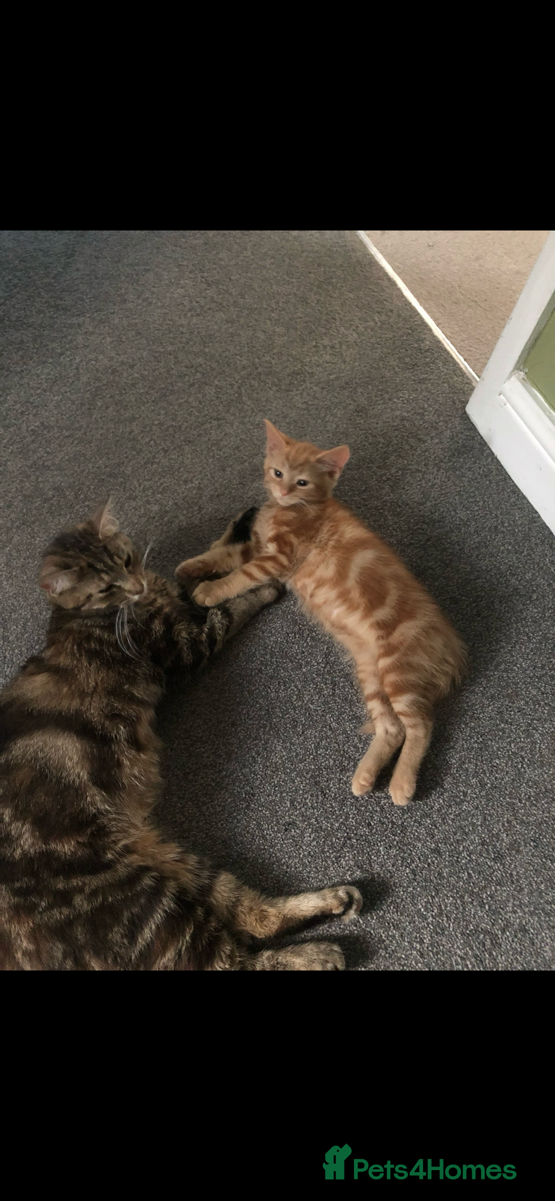 Mixed Breed cats for sale: Free Ginger male kitten  - Advert 4