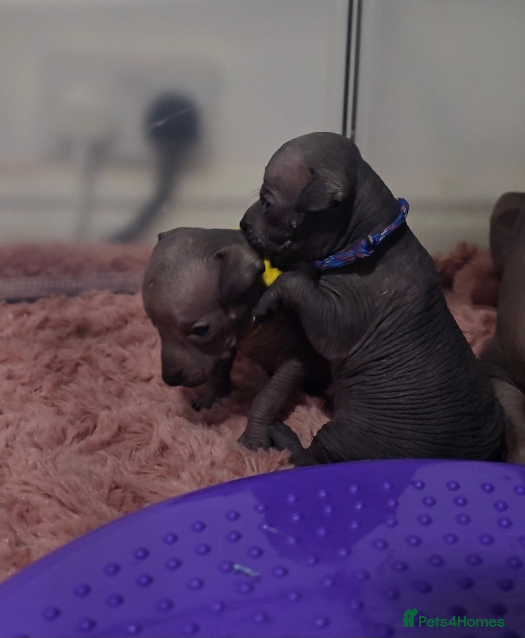 Mexican Hairless dogs for sale: Kc registered Xoloitzcuintle miniature puppies  - Advert 26