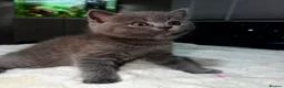 British Shorthair cats for sale: British shorthair blue  - Advert 6
