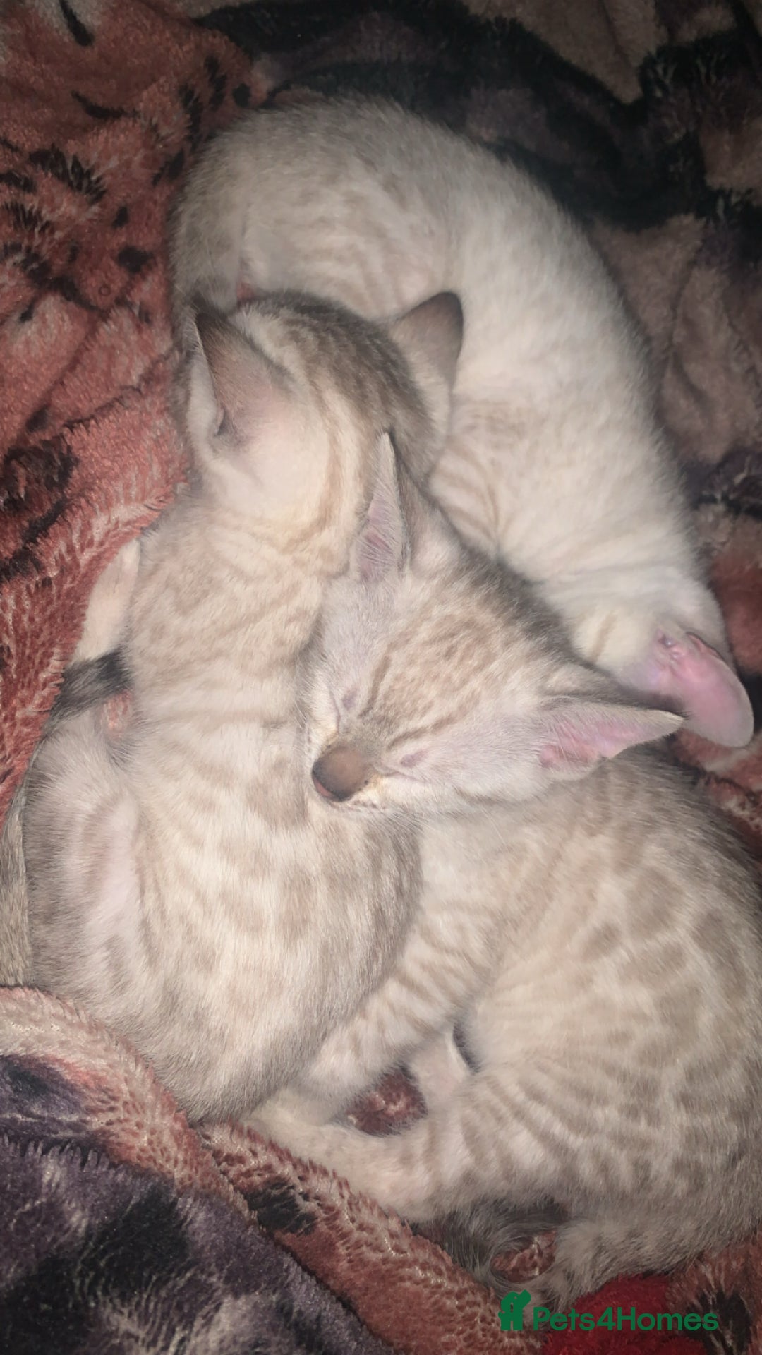 Bengal cats for sale: Male Bengal Cat – Loving & Trained For sale - Image 4