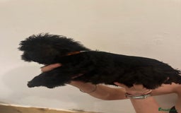 Yorkiepoo dogs for sale: 5 Beautiful F1 Yorkiepoo’s - Image 27