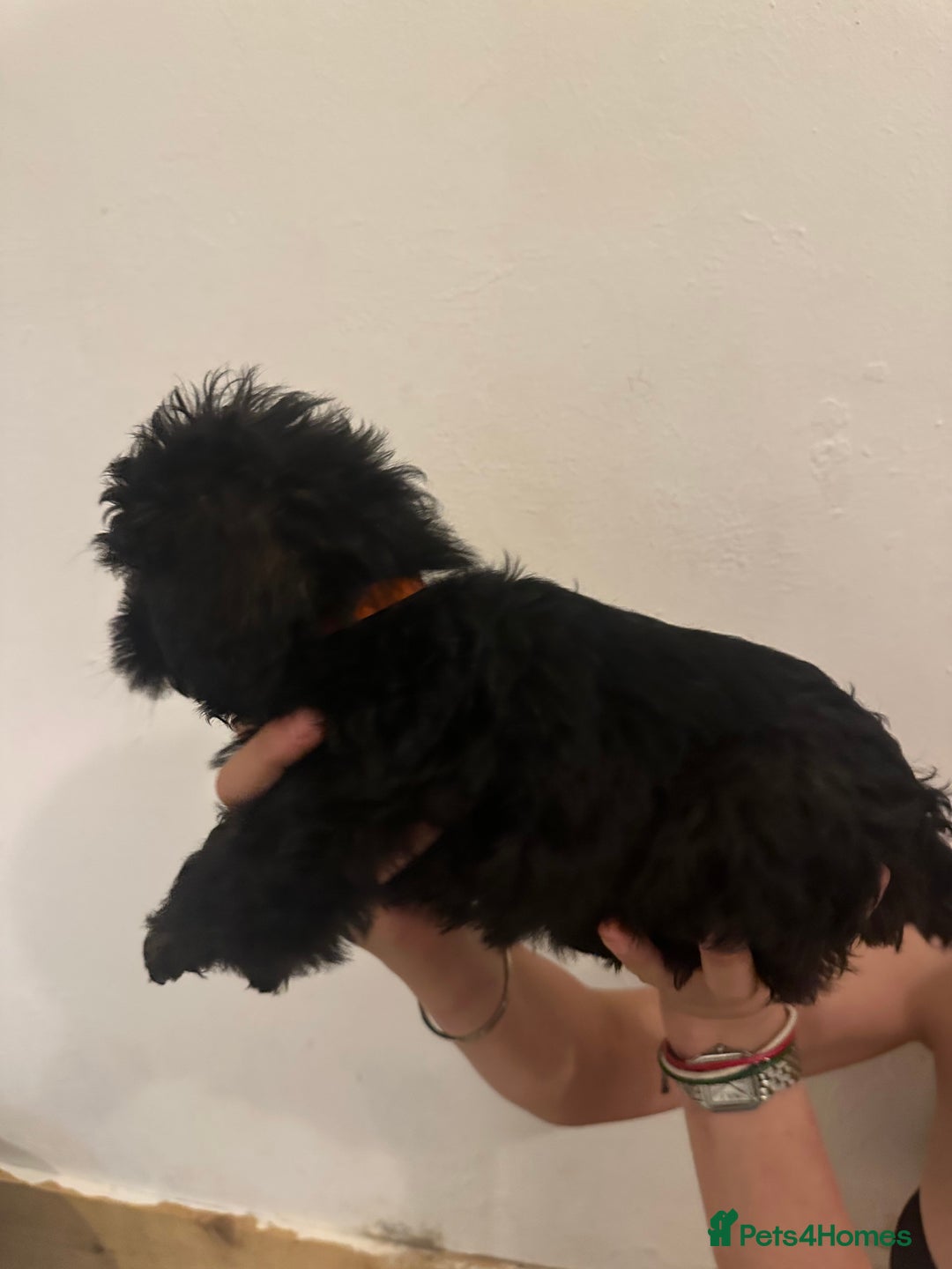 Yorkiepoo dogs for sale: 5 Beautiful F1 Yorkiepoo’s - Image 27