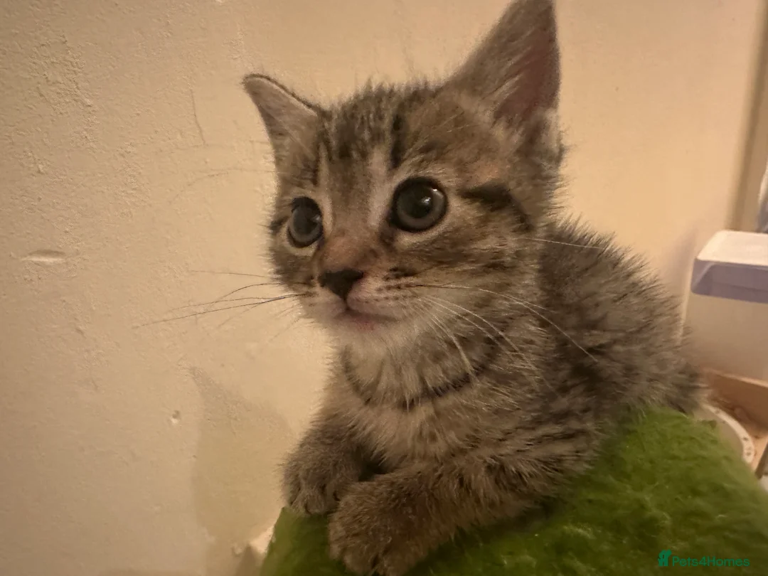 Bengal cats for sale: 2 Bengal mix kittens for sale  - Advert 2