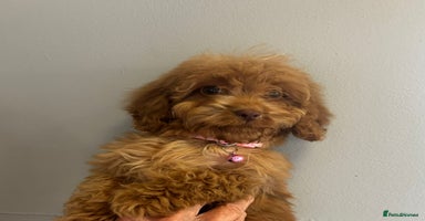 Cockapoo dogs - Advert 15